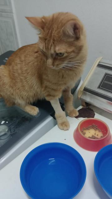 one of octo's orange tabbies sitting on top of some laundry machines finishing eating its wet food out of a red bowl. some of its leg fur is shaved from a recent trip to teh vet