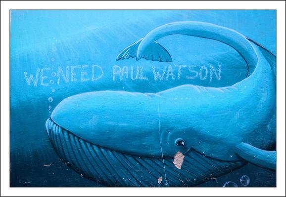 The image depicts a mural or painting of a large blue whale underwater. The whale appears calm, with a gentle expression on its face, and is surrounded by water bubbles that enhance the underwater effect. Above the whale, the words "WE NEED PAUL WATSON" are written in white, appearing as though they are part of the underwater environment. This phrase likely references Paul Watson, a well-known environmental activist and marine conservationist, famous for his efforts to protect whales and ocean life. The artwork combines a striking visual of marine life with a clear call to action, emphasizing the importance of conservation and the need for influential advocates like Watson in protecting the oceans. The use of a whale, a symbol of marine majesty and vulnerability, adds emotional weight to the message.