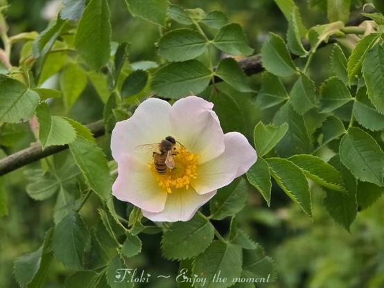 Das Bild zeigt eine einzelne, zartrosa bis fast weiße Blüte der Hundsrose (Rosa canina), die sich in der Mitte eines Busches mit grünen Blättern befindet. In der Mitte der Blüte ist ein leuchtend gelber Bereich mit zahlreichen Staubblättern zu sehen. Eine Biene sitzt auf diesem gelben Zentrum und scheint Nektar oder Pollen zu sammeln. Die Biene ist braun und behaart, mit durchscheinenden Flügeln, die leicht nach hinten gerichtet sind. Der Hintergrund des Bildes ist unscharf und zeigt weiteres grünes Laubwerk der Rose, was die Blüte und die Biene hervorhebt. Am unteren Rand des Bildes, leicht transparent, steht in geschwungener Schrift "F.loki ~ Enjoy the moment".