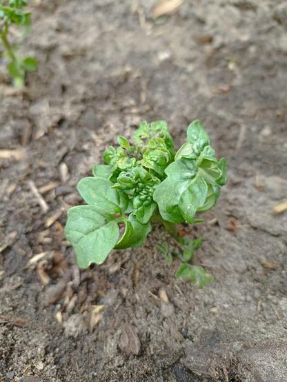 Tomato growing problems using decomposable cups