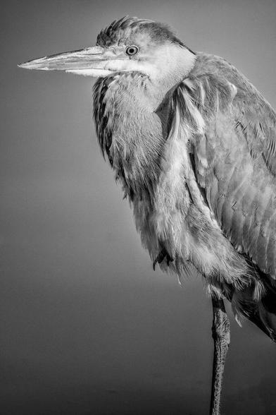 Een zwartwitfoto van een reiger. Hij staat op een poot en kijkt mij aan. De achtergrond is onscherrp, maar is het water van de Purmerringvaart in Purmerend.