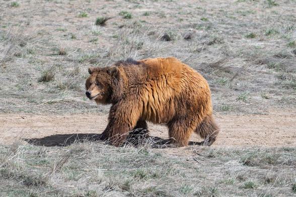 A large brown bear walks across a dry, grassy field at The Wild Animal Sanctuary in Keenesburg, Colorado. Its fur is thick and reddish-brown, and it appears mid-stride with a calm, alert expression.