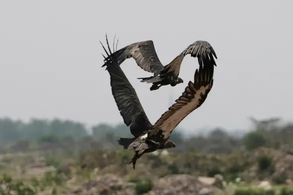 Two large black feathered birds flying  form a heart 💓 shape with their wings.

Love is in the air … vultures fly over the decomposed body of an unseen animal in Jammu, India
Photograph: Channi Anand
