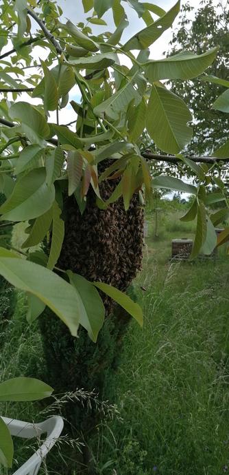 Ein Bienenschwarm hängt an einem Ast