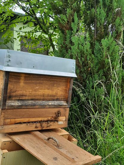 Eine Bienenbeute mit Blechdeckel. Am Flugloch sitzen einige Bienen