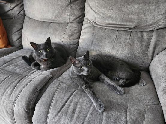 2 grey cats on the couch - getting ready to get in trouble!