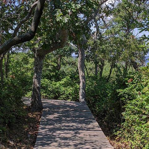 image of the wooden boardwalk in The Sunken Forest, a primeval holly forest, Sailors Haven, Fire Island National seashore