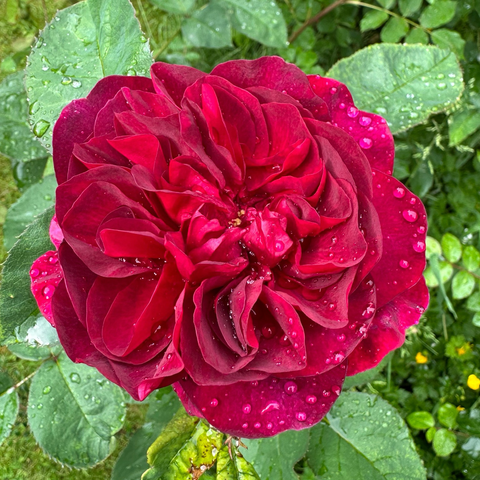 A deep red rose, fully open, showing a multitude of ruffled petals most of which have rain drops on them. In the background are many shades of green leaves and a couple of buttercup flowers. 