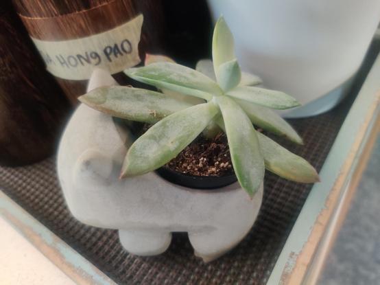 A succulent chills out in a concrete planter, just hanging out with my teas.