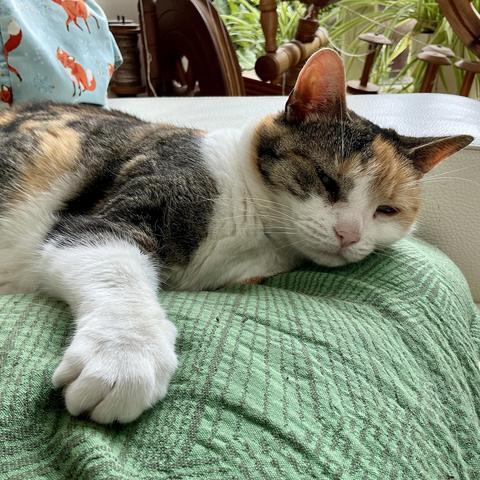 A calico cat, lying on a green cushion on top of a white couch. In the background, some spinning wheels and plants in the windowsill are visible.