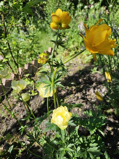 Blick in ein Gartenbeet. Die Trollblume hat einige sehr hellgelbe Blüten und zwei gelborange.