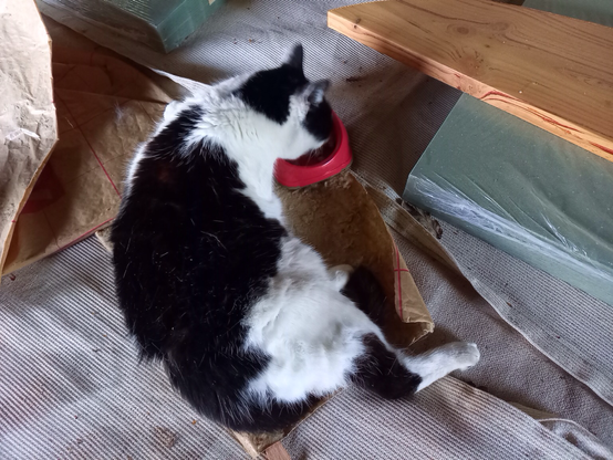 Black and white cat lying down and eating from red bowl.