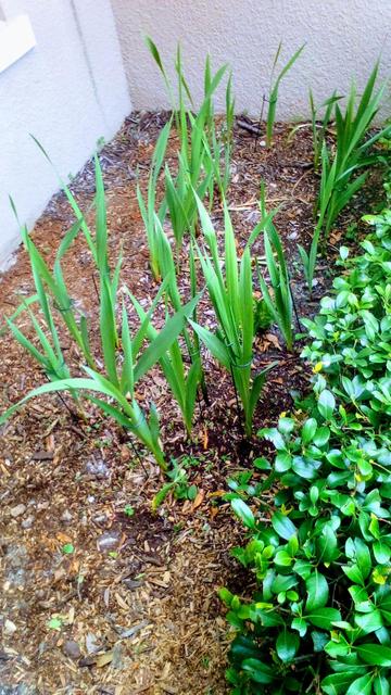 Gladiolus or sword lilies