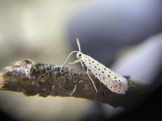 White moth with small black spots on a small stick. 