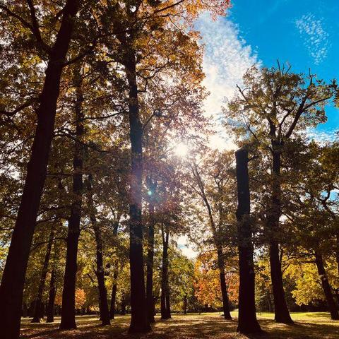 trees
