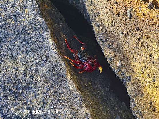 Red crab on Vila Franca islet