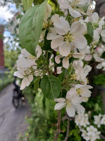 Acercamiento a las florecitas blancas de un manzano al borde de un paso ciclopeatonal por el que, justamente, va pasando una bicicleta que se aprecia discretamente del lado izquierdo de la imagen.