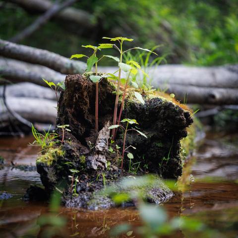 Still life landscape of some spindly plants sprouting out of the end of a rotting log in a swamp.
