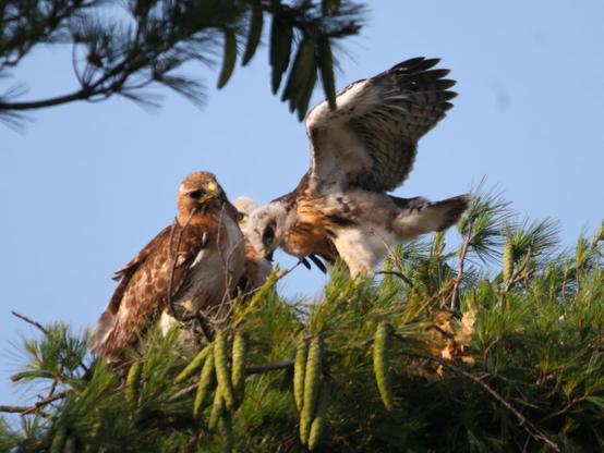 Red-tailed hawks, a mother and fledgling in a nest. The fledgling has its wings spread. The sky is cloudless blue. 