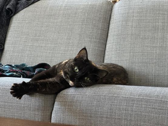 Doris, a tortoiseshell cat, lounging on her left side on a grey sofa, stretching her paw out. Her eyes are chartreuse green.