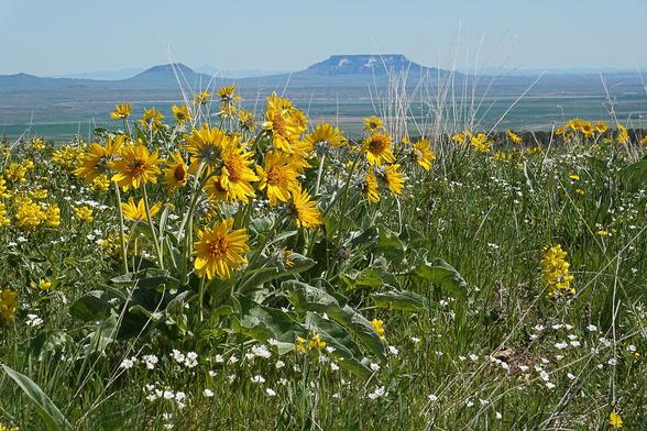 yellow balsamorhiza flowers bloom on a grassy hillside before a distant, square shaped butte on the prairie