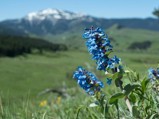 Blue penstemon flowers bloom in a green field before a distant snow speckled mountain