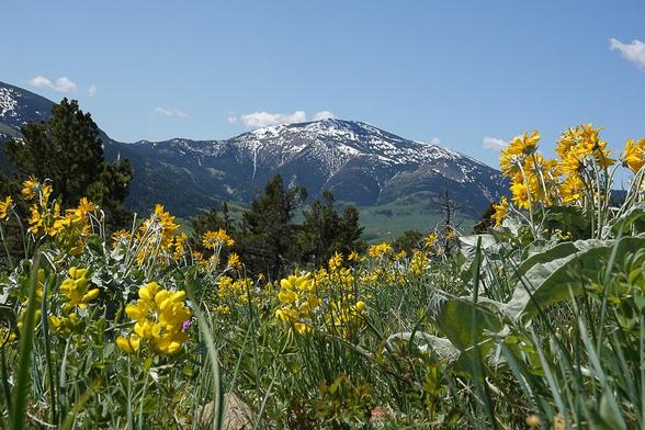 yellow thermopsis and balsamorhiza flowers bloom in a green grassy field before distant snowy mountains under a blue sky