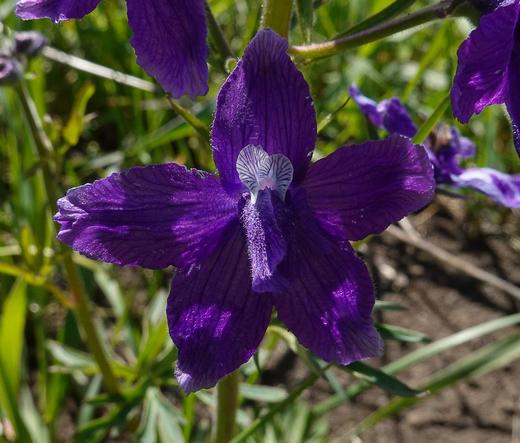 close up of a single purple delphinium flower
