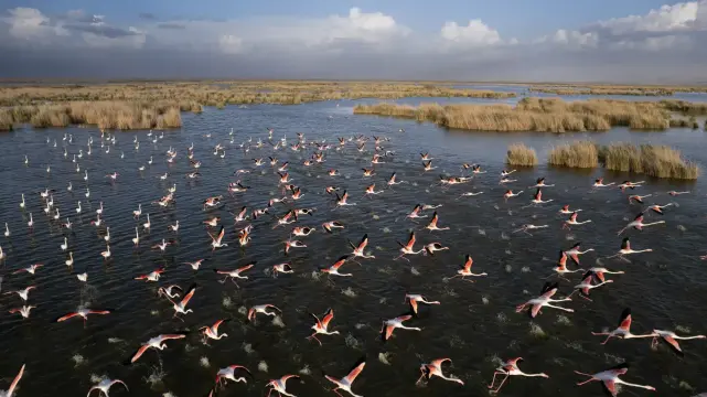 Flamingos in flight in the Akgöl wetlands.