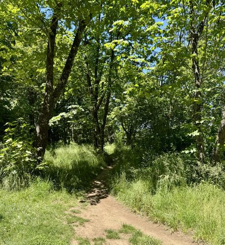 A narrow dirt path leads through a lush green forest, surrounded by tall trees and dense foliage. The sun filters through the leaves, creating a bright and inviting atmosphere.