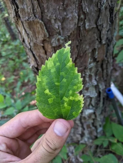 A hand holds a single green leaf. The leaf has yellow-green patterns on it, like a mosaic. This compares to github commit patterns.