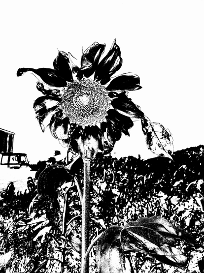 a sunflower in black and white, radically overprocessed to the point it looks like a drawing