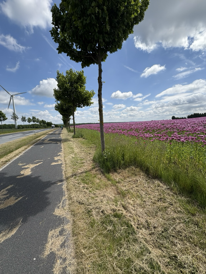 Auf dem Radweg in Sachsen an einem Feld voller blühender Mohnblumen