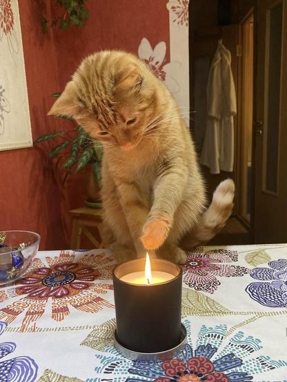 A red cat is trying to touch the flame of a candle 