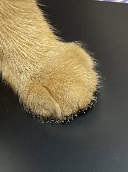 The consequences: the hairs on the paw got twisted and scorched 
