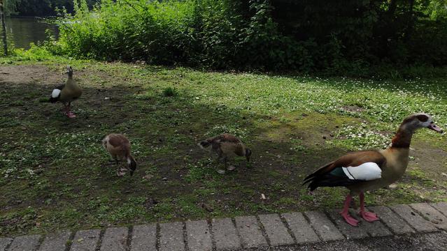 Familie Graugans, Mutter, Vater, 2 Sprösslinge 