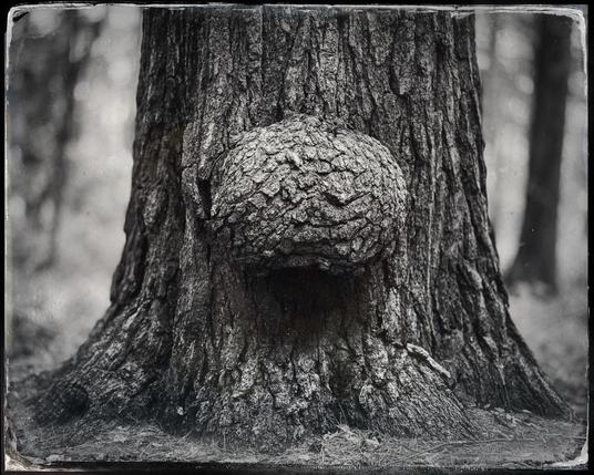 Black and white photo of a large tree burl about a foot above the ground in the tree’s trunk. Shallow depth of field accentuates the sense of how much the burl protrudes out from the tree. The photo is composed so that the burl occupies the center of the horizontal image, cropping barely leaves the base of the tree visible and little of the trunk above the burl.
