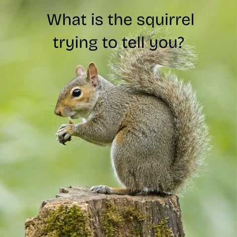 squirell