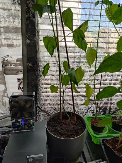 Chili plant in gray pot, background is see-through curtains and blinders with white houses across the street visible.