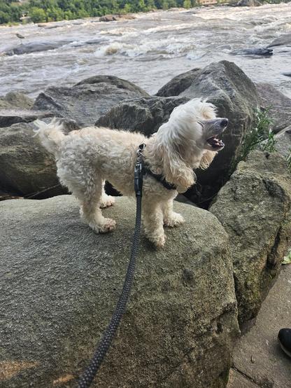 Dog standing on a large rock beside a river. Dog is happily looking at someone out of view.