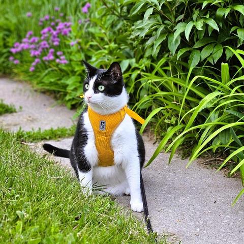 Tuxedo cat wearing yellow harness sits on a path next to a garden with purple-topped chives blooming.