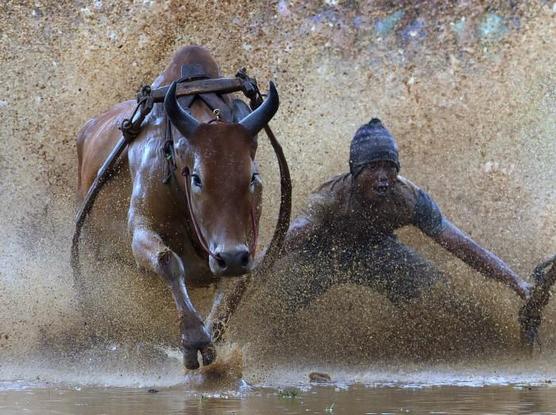 A bull is pulling a man maybe on a sled through splashing mud, whole image full of brown, splashing water. The man seems to yell while standing with wide spread arms and legs, leaning forward through the water.