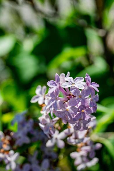 Close-up of light purple lilac blossoms in full bloom with a soft, green, sunlit background. The cluster is sharply focused in the foreground, with blurred blooms behind.