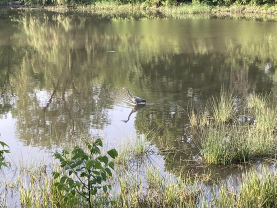 A pond