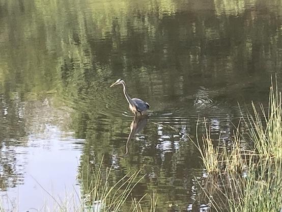 A bird