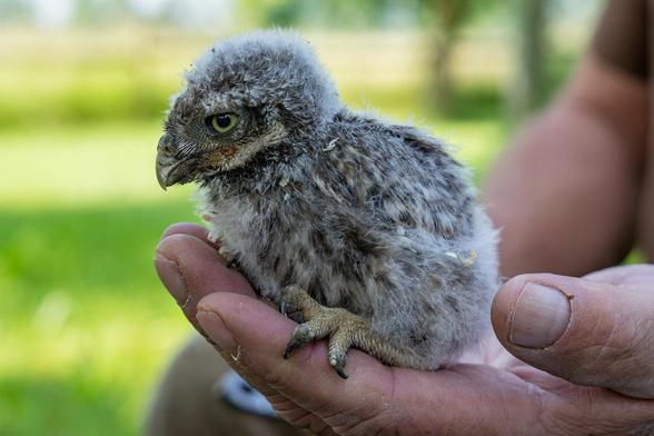 ein kleiner (gerade beringter) Steinkauz sitzt friedlich in der Hand des Beringers