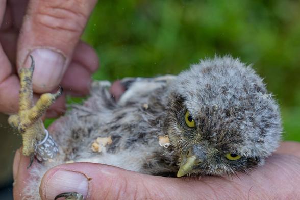 ein kleiner (gerade beringter) Steinkauz liegt in der Hand des Beringers