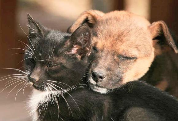 A cat and a puppy cuddling 