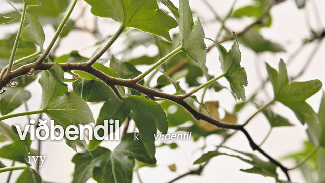 The #Faroese word for #ivy is #viðbendil