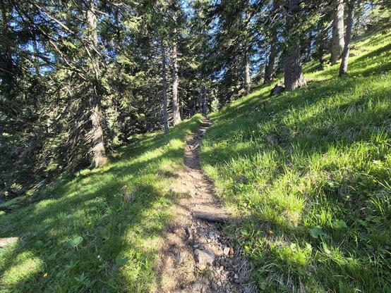 A serene forest path bathed in warm sunlight, surrounded by lush green foliage. The tall trees form a natural canopy, filtering the light to create a peaceful and inviting atmosphere. The trail winds gently forward, offering a sense of adventure and tranquility—an ideal place for a refreshing walk in nature.